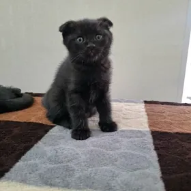 домашнии животные