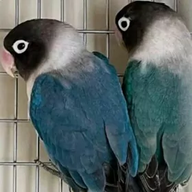 попугай неразлучник