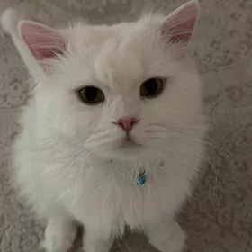 кот  ищет невесту