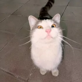 Котик ласковый