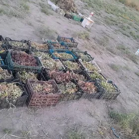 Üzümçilik taýýar ekin