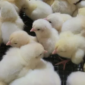 Jüje DOMINAND sussex D-104