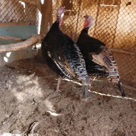 Эркек индук