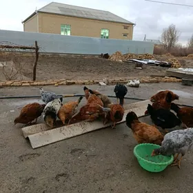 Towuk juyje 4.5aylyk