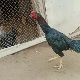 декан хораз