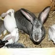 Towsan - Кролики