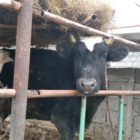 Gyssagly satlyk Tuwe