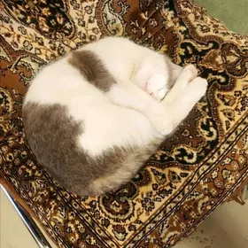 Мальчик 7 мес.