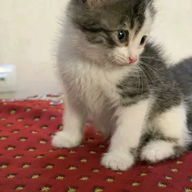 котенок девочка