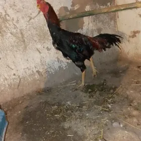 OZBEKDEN GELEN HORAZ