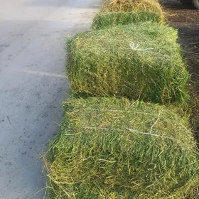 yorunja we gamys saman bede