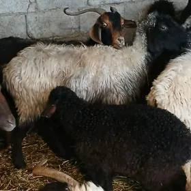 Guzuly goyun bogoz goyun