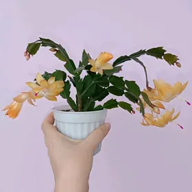 декабристы