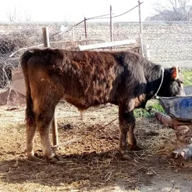 Öküz Arassa Siwet Tohum