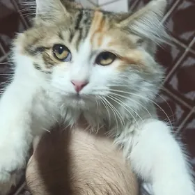 отдам котенка девочка