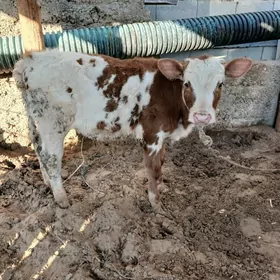 Simental Okuzce Golejik