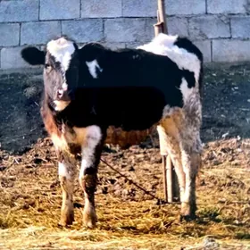 GARALA GALIŞDEÝIN TÜWE