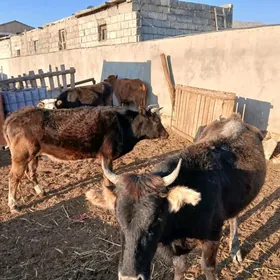 окузлер сыгырлар