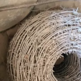 читенек сим