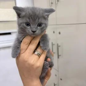 Кошка и котята