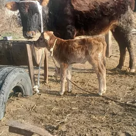 Swes tohum Goleli sygyr