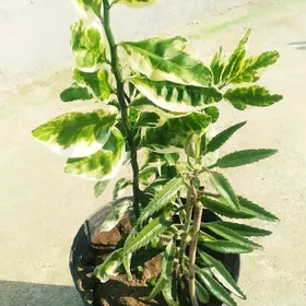 Pedilantus педилантус