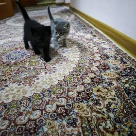 Отдадим котят в добрые руки