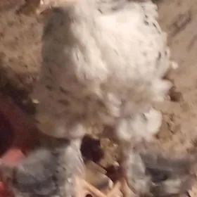 барма  жуже