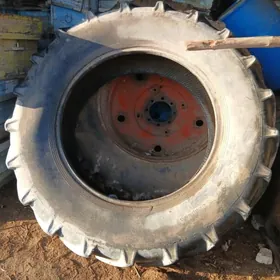 1221 tigri  uly   tigir