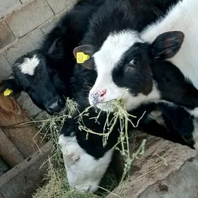 Simental Öküz Tüwe Göle