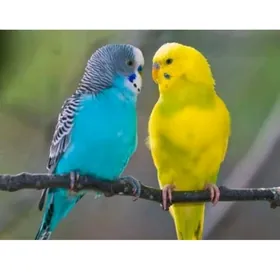 papugay adama owrenisen