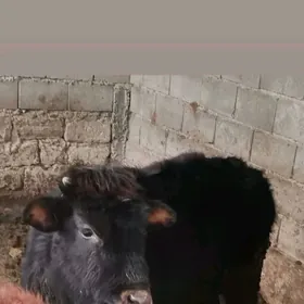 Tüwe ýaşajyk satylyk