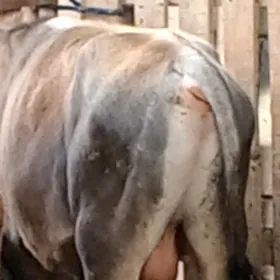 öküz 5sany gysyr sygyr 2sany