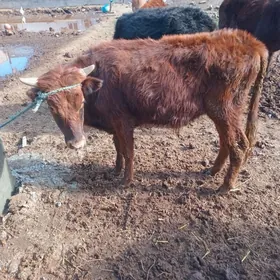 Bakar yaly ökuzcerler