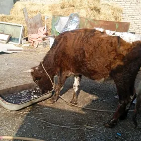 гусуясугуя