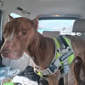 нашли собаку/ it tapdyk