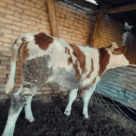 Сментал унажин