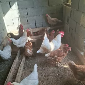 Lohman braun Lohman sedi