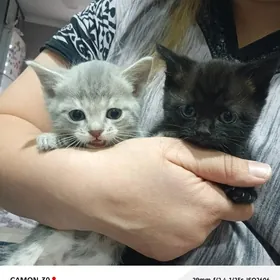 шатланские вислоушки