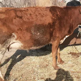 Yetik gowreli sygyrlar