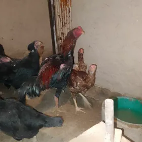 парода хораз