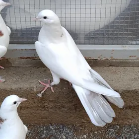 KEPDERI (ORIGINAL) BAKU