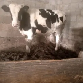 GOLİŞTEÝİN ÖKÜZ