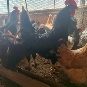 Gigat proda garanti100%