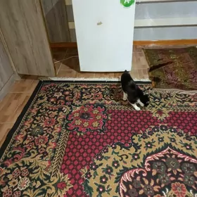 халодильник