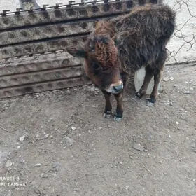 голые окузче