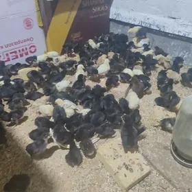 Büroler jüyje garanti 100%