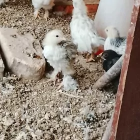 брома гигант жуйжелер