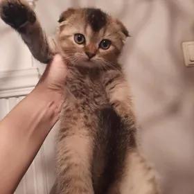 золотая шиншила