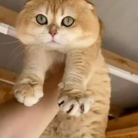 золотой кот